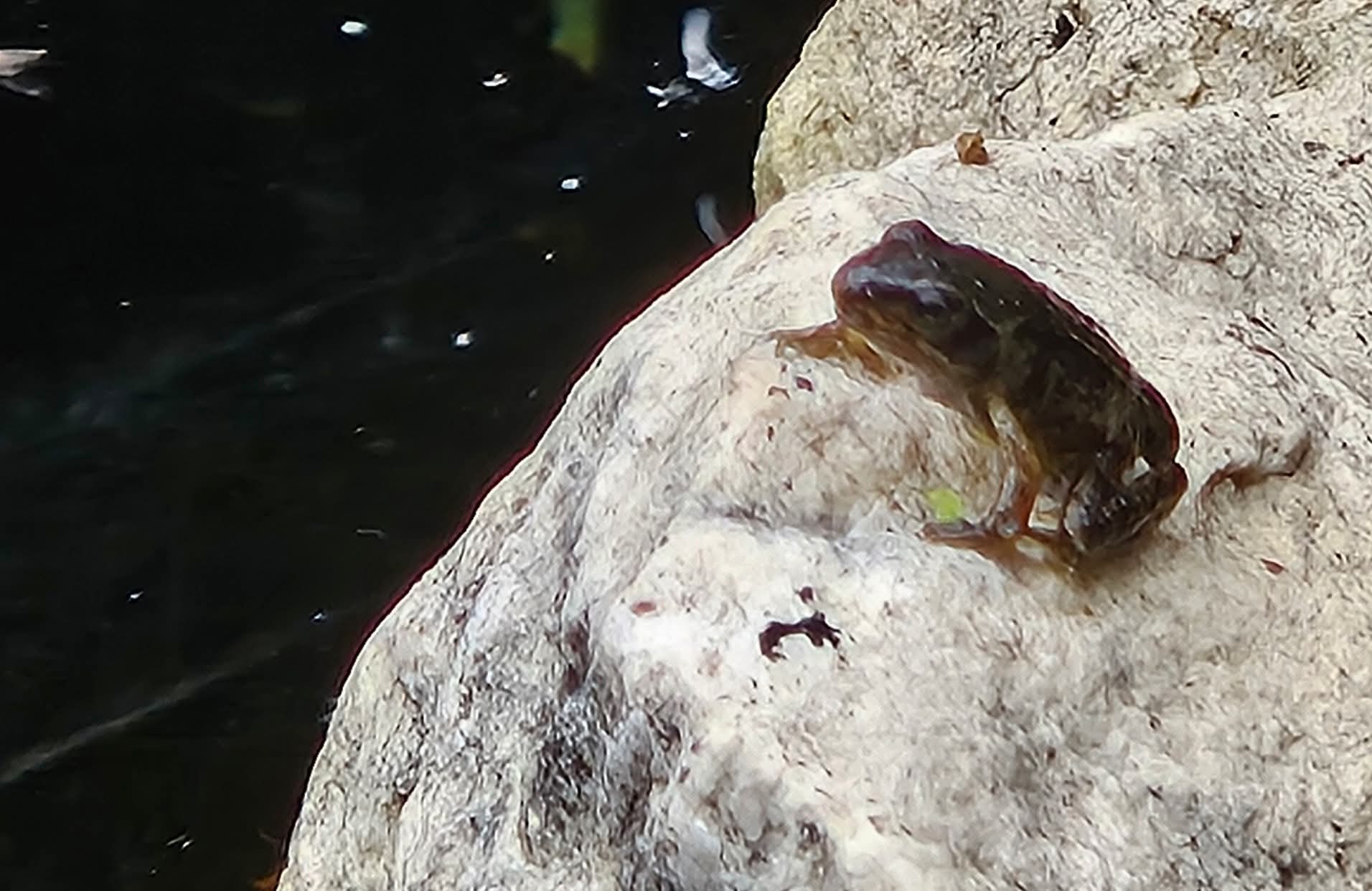 Calling all Tadpole Hunters!